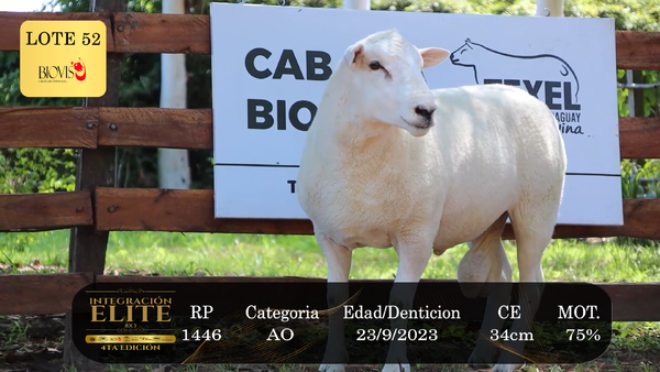 Lote LOTE 52