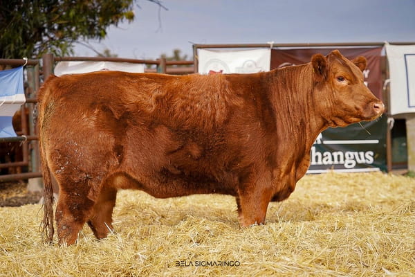 Lote VAQUILLONA PP