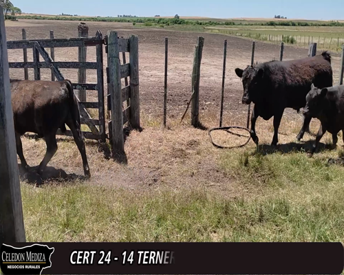 Lote (Vendido)14 Terneros 13 AA Y 1 RA 220kg -  en - COLONIA AGRACIADA, A 7 KM DE AGRACIADA