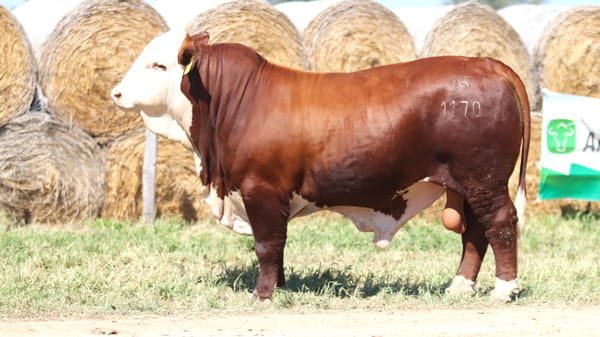 Lote LOTE 42