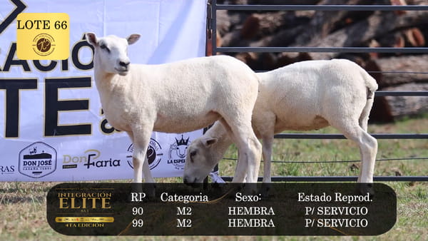 Lote LOTE 66