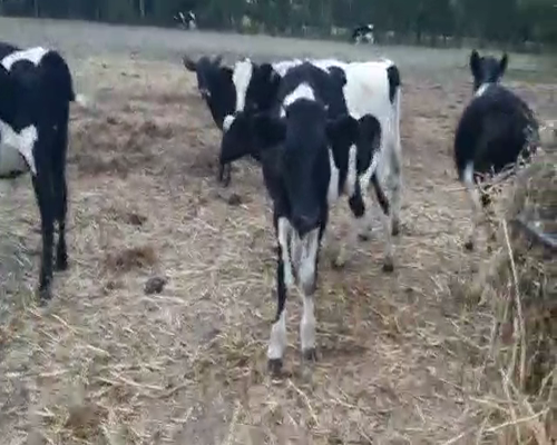 Lote 14 Terneros HOLANDO 150kg - , San José