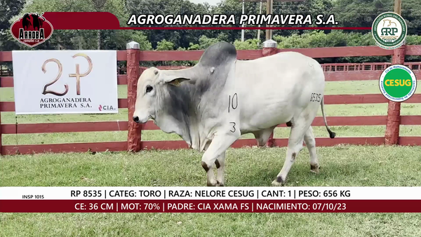 Lote TORO