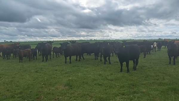 Lote 55 Terneros A TÉRMINO en Coronel Suarez