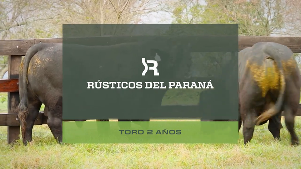 Lote Toros