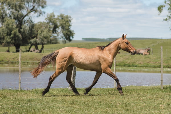 Lote ESTAMPIDA MOJÓN