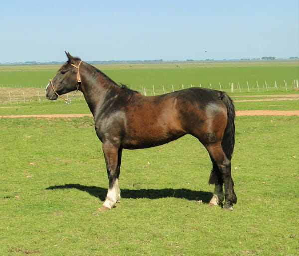 Lote Criollos da Fronteira Cañada Karametade RP: 358
