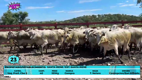 Lote LOTE 23