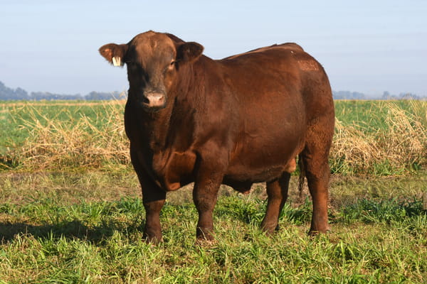 Lote RP 18547 - TOROS PP ELITE