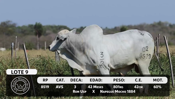 Lote LOTE 9
