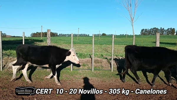 Lote 20 Novillos 1 a 2 años en Atlántida, Canelones