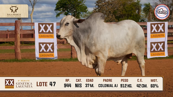 Lote Lote 47