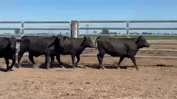 Lote 10 Vaquillonas P/ entorar