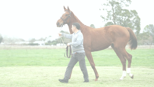 Lote DRA CATEDRATICA (DR POST -  DAKOTA DANCER)