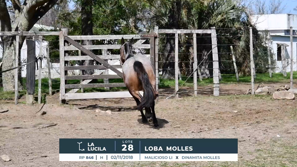 Lote LOBA MOLLES
