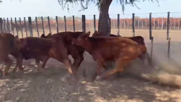 Lote 115 TERNS. HEMBRAS, TOAY, PCIA. DE LA PAMPA