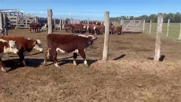 Lote 105 Terneros en Chascomús, Buenos Aires