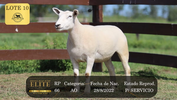 Lote LOTE 10