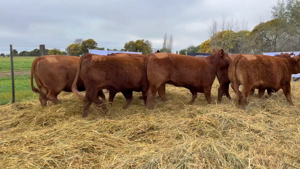 Lote 5 Vaquillonas PC preñadas