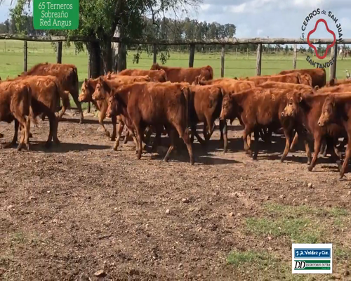 Lote 65 Terneros Sobreaño Red Angus