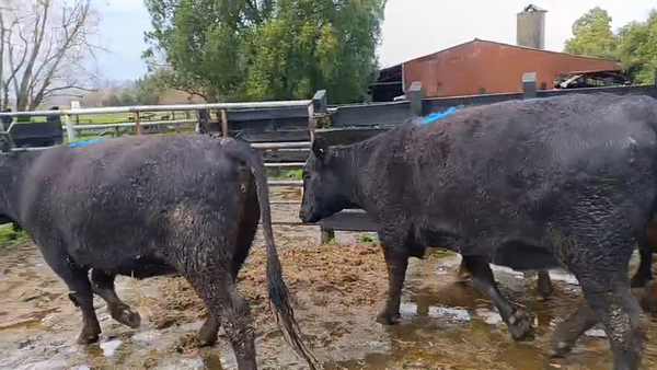 Lote 13 Vaquilla Gorda en Futrono, XIV Región Los Ríos