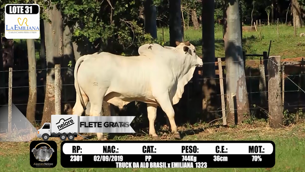 Lote LOTE 31 RP k2301