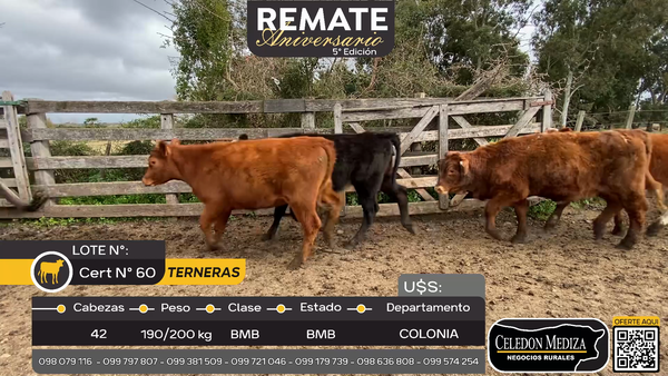 Lote 42 Terneras A 15 Km de Nueva Helvecia , Colonia