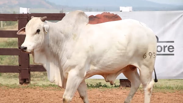 Lote LOTE 29