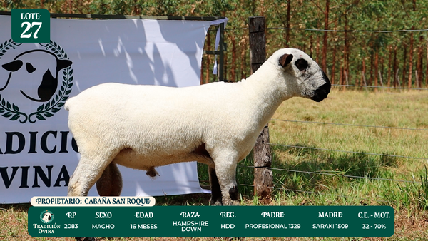 Lote LOTE 27