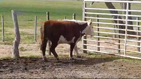 Lote NOVILLOS GORDOS