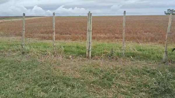 Lote Terneros/as angus