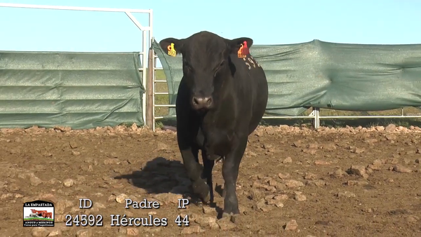 Lote 3 Toros, Durazno