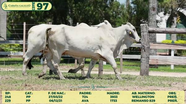 Lote LOTE 97