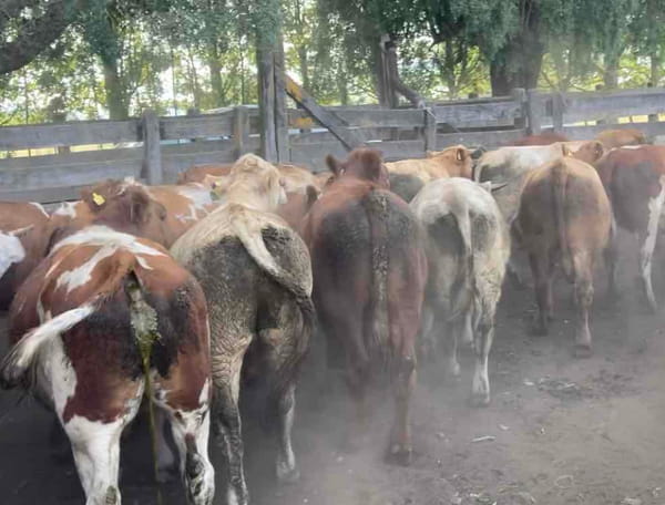 Lote 50 Novillo Engorda en Río Bueno, XIV Región Los Ríos