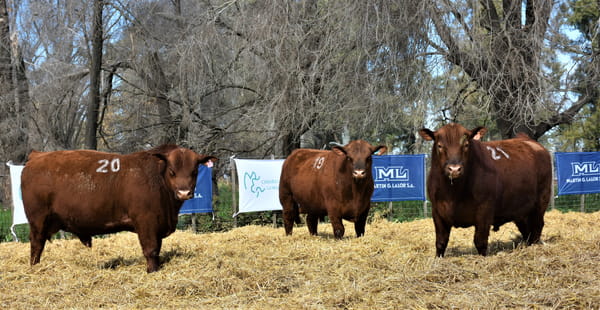 Lote "Cabaña ""La Marianita"" Toros Angus PC"
