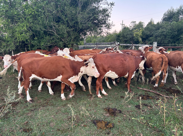 Lote vacas preñadas