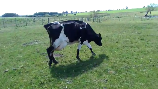 Lote Vacas de Invernada HOLANDO, San José