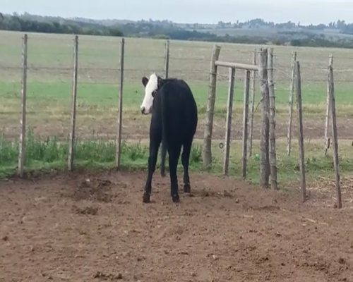Lote (Vendido)Novillos 340kg - , Colonia
