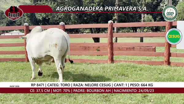 Lote TORO