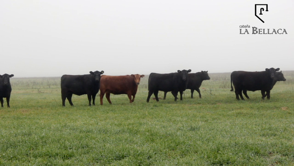 Lote VAQUILLONAS GENERALES - LA BELLACA