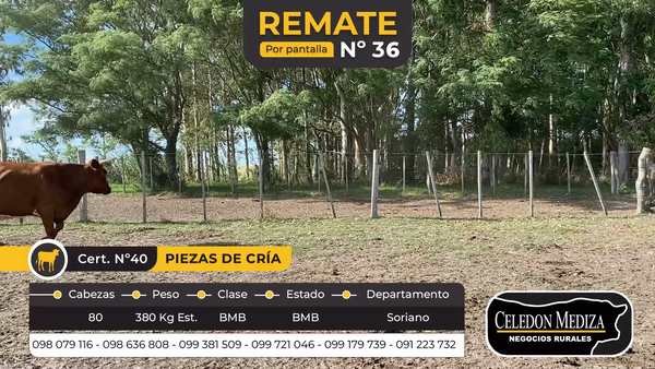 Lote 80 Piezas de cría en Soriano