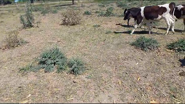 Lote 26 Novillitos Holando Argentino en Brinkmann, Córdoba