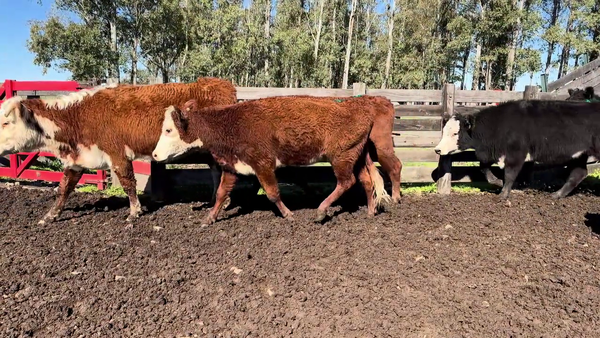 Lote VAQUILLONAS PREÑADAS