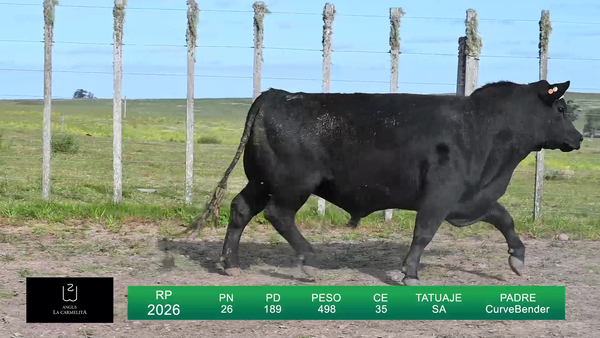 Lote TOROS LA CARMELITA