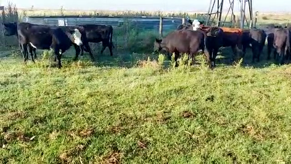 Lote 37 Vaquillonas en Tapalqué, Buenos Aires