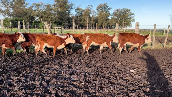 Lote TERNERAS