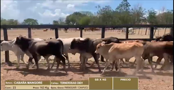 Lote LOTE 24 - 12 TERNEROS - 11 TERNERAS CBO 2