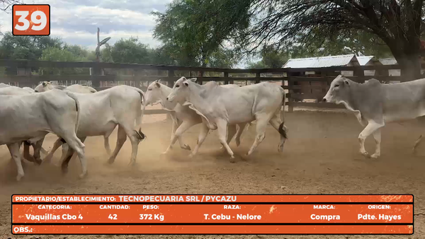 Lote LOTE 39