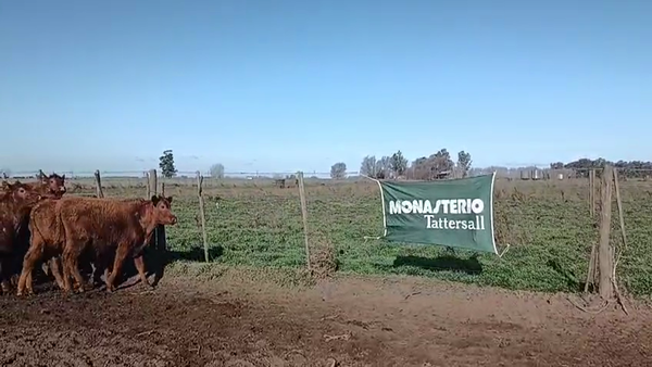Lote 18 Terneros en 30 de Agosto