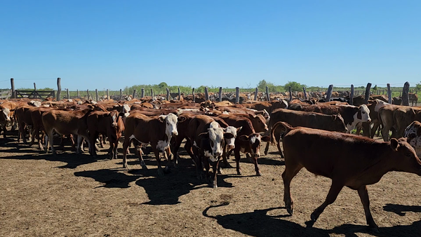 Lote 240 Terneros en Itatí, Corrientes